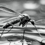 westnile