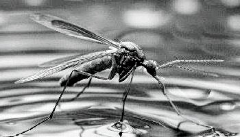 westnile